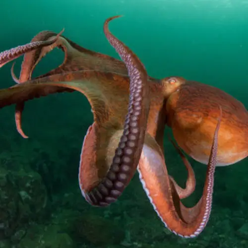 Global Warming Is Threatening To Permanently Blind Octopuses