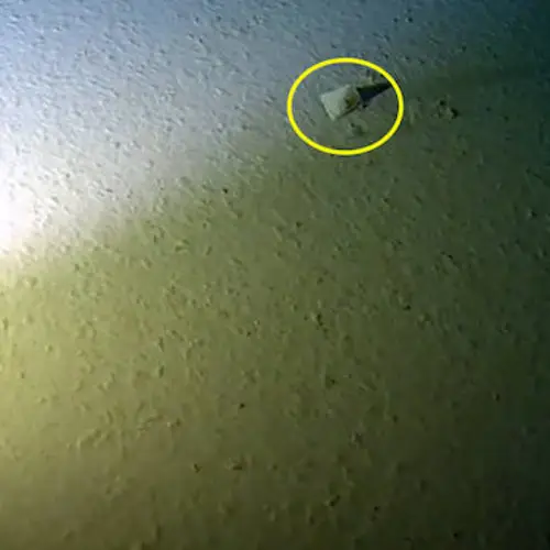 Record-Deep Dive In Mariana Trench Discovers New Species — And A Plastic Bag