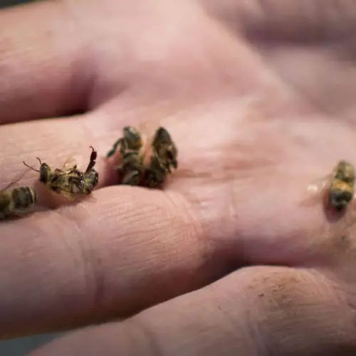 Half A Billion Bees Dead After Exposure To "Highly Toxic" Pesticides In Brazil