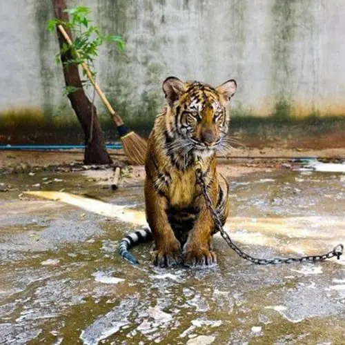 86 Tigers Rescued From Thai Tiger Temple Die Of Disease After Gruesome 2016 Raid