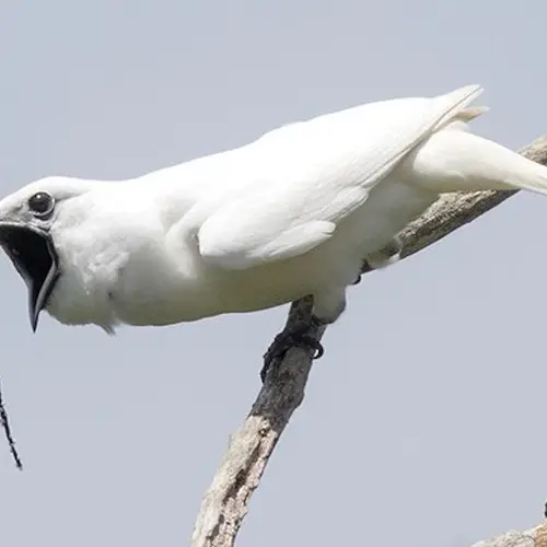 The Loudest Bird In The World Is 'Deafening' And Screams In The Faces Of Potential Mates