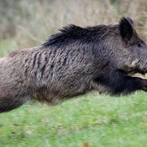 Feral Pigs Eat And Destroy $22K Worth Of Cocaine Hidden In Italian Forest