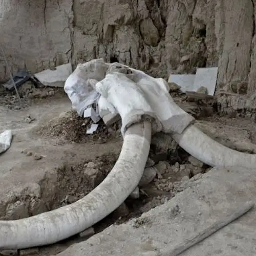 Woolly Mammoth Skeletons Discovered Inside 15,000-Year-Old Human-Built Traps In Mexico