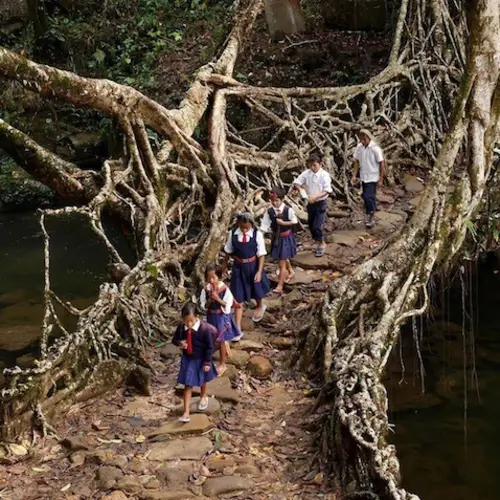 India's Living Root Bridges Could Be The Future of Green Design