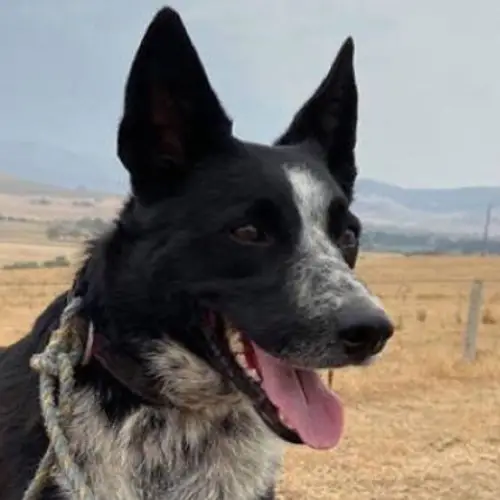 'Patsy The Wonder Dog' Saves 900 Sheep From Australian Bushfires
