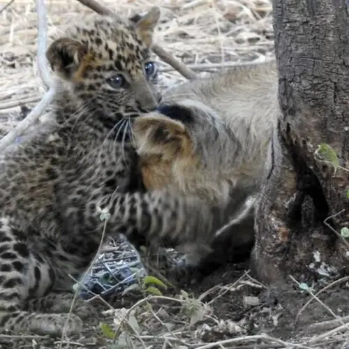 Mother Lion Nursed And Protected Baby Leopard In Interspecies Adoption That Stunned Scientists