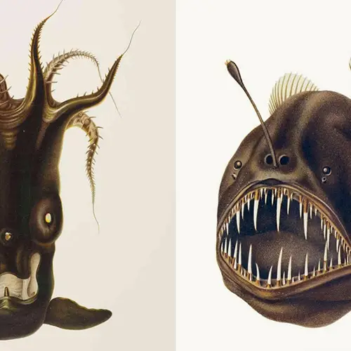 77 Fantastical Illustrations Of The Natural World, From Deep-Sea Octopuses To Carnivorous Plants
