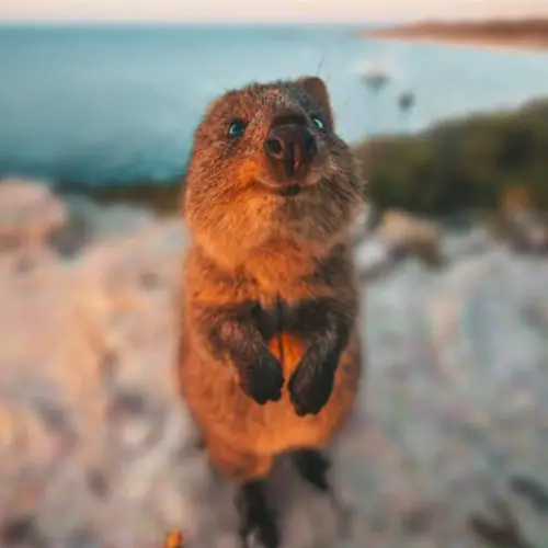 Meet The Australian Quokka, The Smiling Marsupial That Poses For Cute Selfies