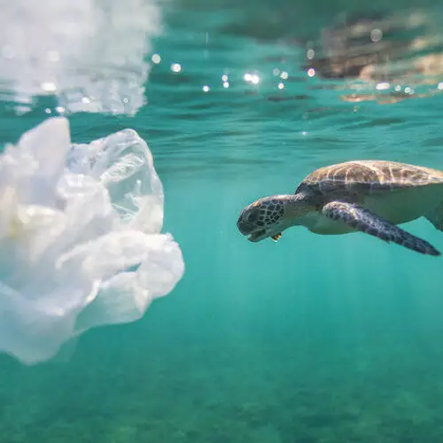 Sea Turtles Are Eating Plastic Because It Smells Like Food, Study Suggests