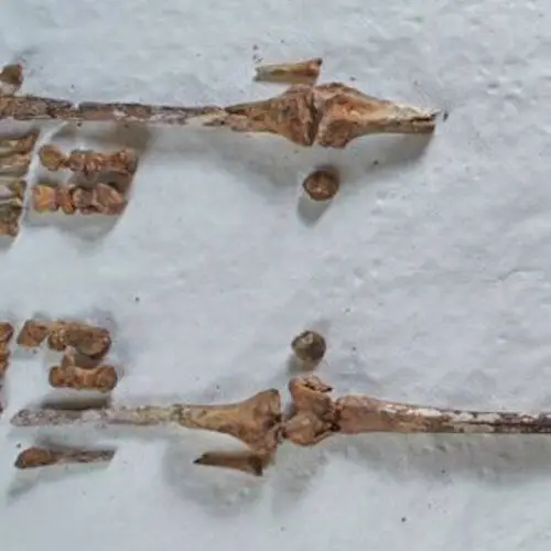 Medieval Bones Found In English Church In 1885 Belonged To A 7th-Century Saint