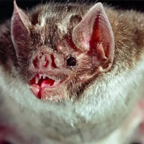 Scientists Find That Vampire Bats 'French Kiss' With Mouthfuls Of Blood To Deepen Social Bonds