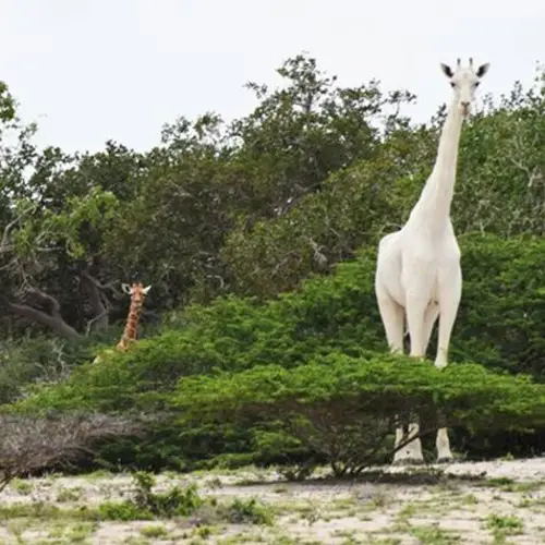 Two Of The Last White Giraffes In The World Were Slaughtered By Poachers In Kenya