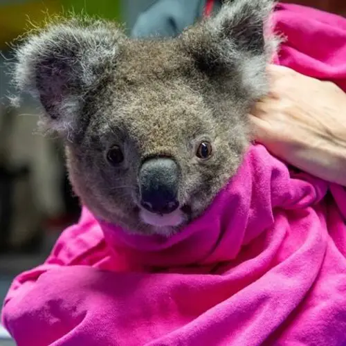 11 Heartwarming Photos Of Koalas Returning Home After The Australian Bushfires