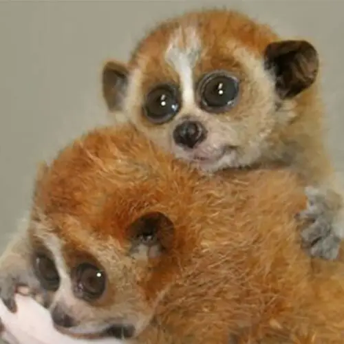 Meet The Slow Loris, The Adorable Primate On The Brink of Extinction