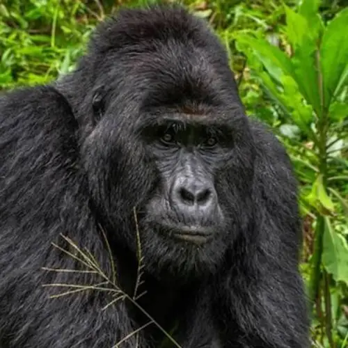 Poachers Arrested For Stabbing A Rare Gorilla Named Rafiki To Death In Uganda