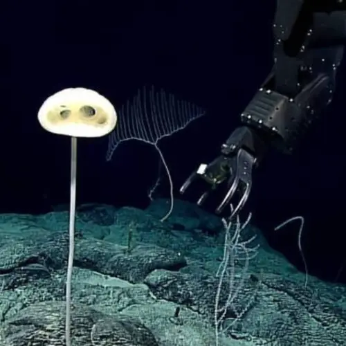 Scientists Just Found An Alien-Like 'E.T. Sponge' In The Pacific Ocean's 'Forest Of The Weird'