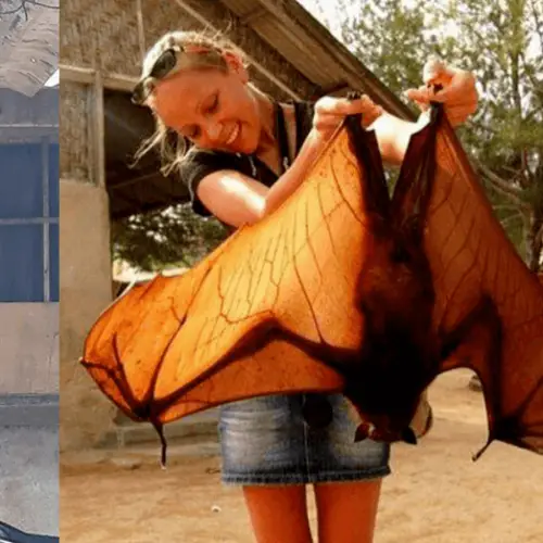 Meet The Biggest Bat In The World, The Golden-Crowned Flying Fox