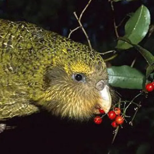 Meet The Kakapo, The Rotund New Zealand Parrot On The Brink Of Extinction