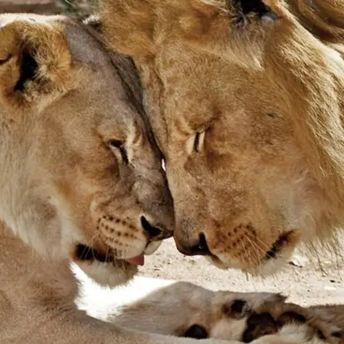 21-Year-Old 'Inseparable' Lion Couple Euthanized Together Due To Health Problems