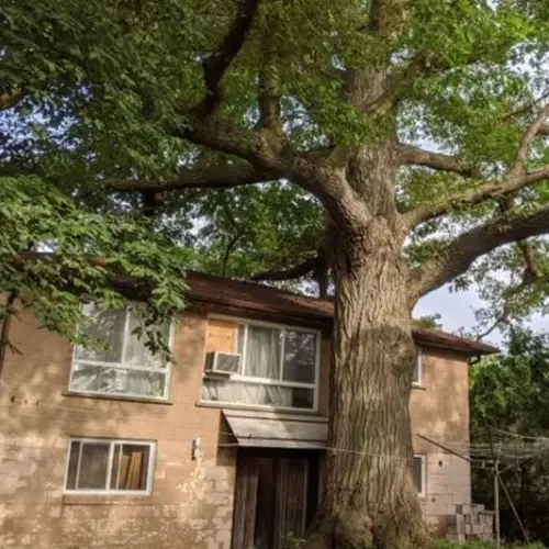 Toronto Residents Try To Save Oak Tree That's Older Than Canada