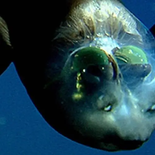 Meet The Barreleye Fish, The Deep-Sea Lurker That Hunts Using Shadows