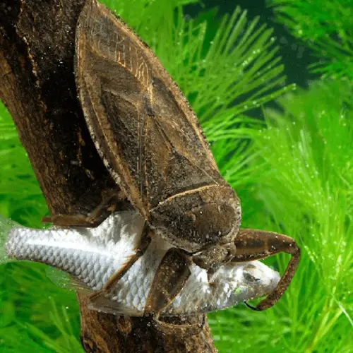Meet The Giant Water Bug That Delivers The Most Painful Bite You'd Ever Experience