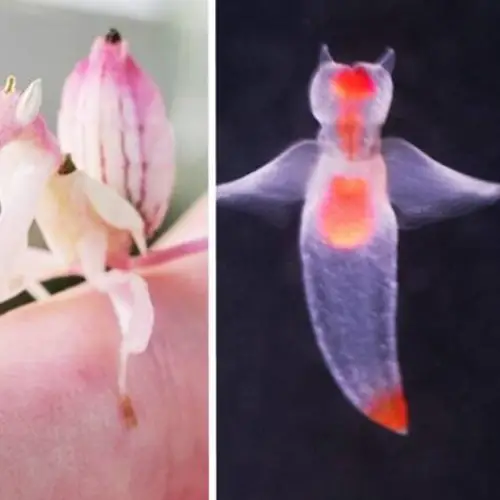 19 Fish And Insects That Are As Stunning In Real Life As They Are In Animal Crossing