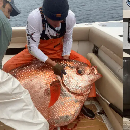 Three Virginia Fishermen Just Caught A Massive Deep-Sea 'Moonfish'