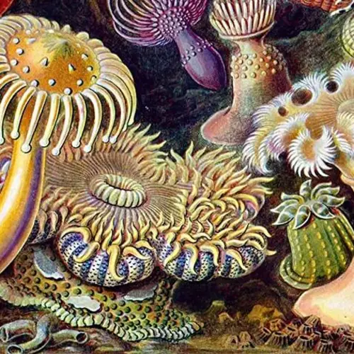33 Stunning Illustrations From 19th-Century Naturalist Ernst Haeckel That Merge Art And Science