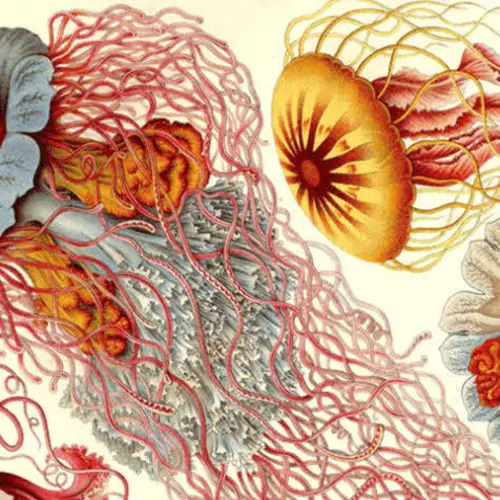 39 Vintage Illustrations Of Deep Ocean Creatures That Seem Too Strange To Be Real
