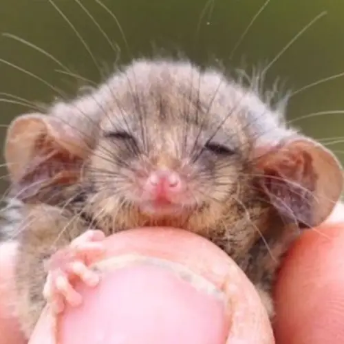 Scientists Just Found The First Pygmy Possum After Fearing The Bushfires Wiped Them All Out