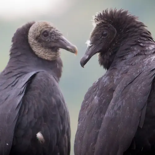 Hundreds Of Black Vultures Invade Pennsylvania Town, Spew Vomit That Smells Like 'Rotting Corpses'