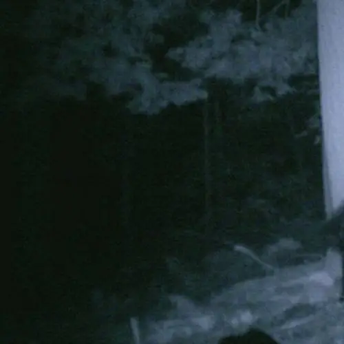 8 Unnerving 'Bigfoot Sightings' That Made Believers Out Of Skeptics