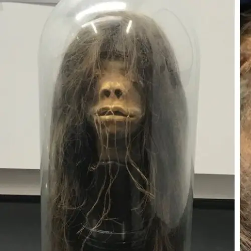 A Shrunken Head Used As A Prop In A 1970s Comedy Turned Out To Be The Real Head Of An Amazon Warrior