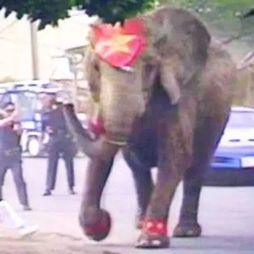 The Tragic Story Of Tyke, The 'Elephant Outlaw' Who Was Killed By Police