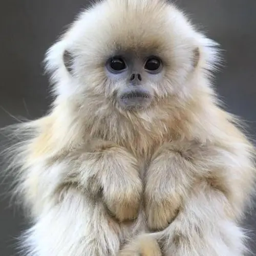Meet The Golden Snub-Nosed Monkey — The Beautiful But Endangered Blue-Faced Primate Of China's Mountain Forests