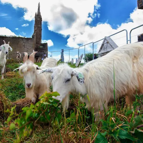 These Grazing Goats And Sheep Just Helped Uncover Hundreds Of Forgotten Historic Graves In Ireland