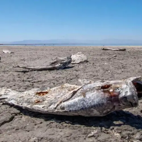 Inside The Stunning Rise And Fall Of California's Forgotten Salton Sea