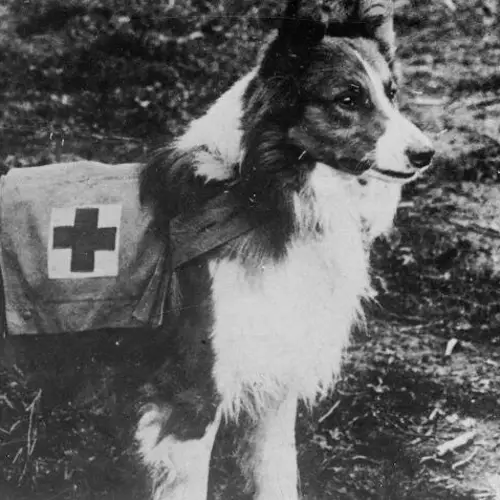 Meet The Mercy Dogs, The Unsung Canine Heroes Of World War I