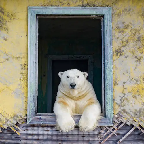 Polar Bears Have Begun To Take Over Abandoned Soviet Buildings Above The Arctic Circle