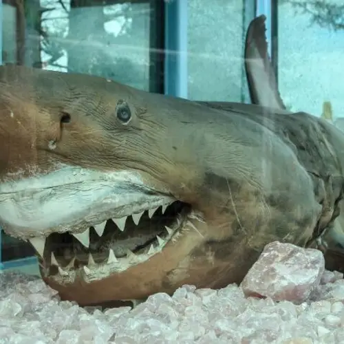 The Incredible Story Of Rosie The Shark, The Preserved Great White Found In An Abandoned Wildlife Park