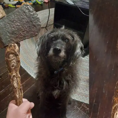 Kansas Man Finds Hatchet Head In Yard — With A Tree Root As A Handle