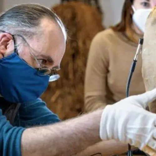 This Ancient Egyptian Mummy Forgotten In A Cornell Closet Was Just Revealed To Be A Sacred Ibis