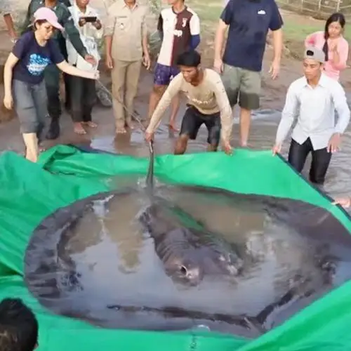Fishermen In Cambodia Just Caught A Massive Stingray Believed To Be The World's Biggest Freshwater Fish