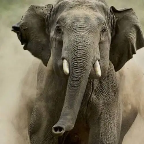 Wild Elephant Tramples Woman To Death In India — Then Returns To Her Funeral To Attack Her Corpse