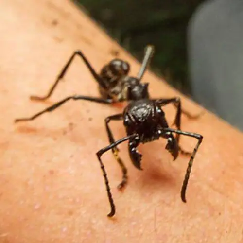 Meet The Bullet Ant, The Tiny Insect With The Most Painful Sting On Planet Earth