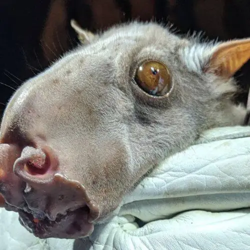Meet The Hammer-Headed Bat, The African Megabat That's Been Dubbed One Of The World's Ugliest Creatures