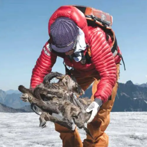 Researchers Just Found A 500-Year-Old Mummified 'Goatelope' Inside A Melting Glacier