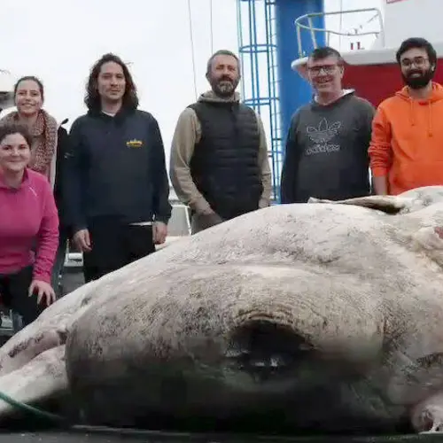 Colossal Sunfish Reeled In Near Portugal Declared The Biggest Fish Ever Caught