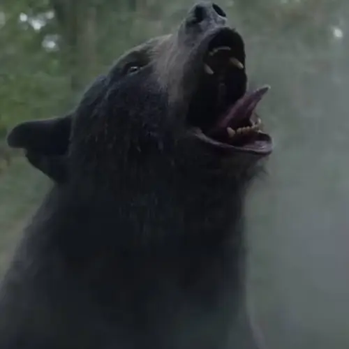 The True Story Behind 'Cocaine Bear,' When A Black Bear Ate 70 Pounds Of Cocaine